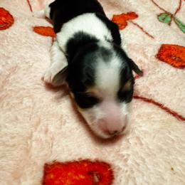 Girl 1 - Parti female Yorkshire Terrier puppy in Bolton, Connecticut from Elle Yorkies