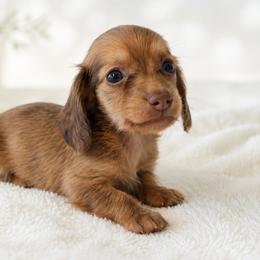 Montana (shaded red) - Red male Dachshund puppy in Sebring, Florida from Mini Weenies