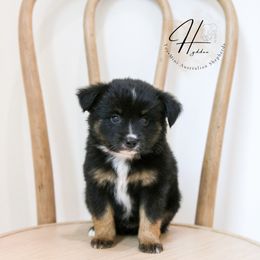 Miniature American Shepherd, Miniature Australian Shepherd, and Toy Australian Shepherd Puppies from Hydden Aussies