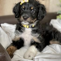 Girl 5 - Black tri-color Aussiedoodle puppy in Higginsville, Missouri from Davis Creek Kennel