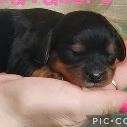 Poppu - Black and tan female Cavalier King Charles Spaniel puppy in Racine County, Wisconsin from Hough's Danes and Cavaliers
