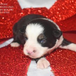 Ms Puff - Black tri female Miniature Australian Shepherd puppy in Patterson, North Carolina from DreamLine Aussies