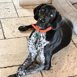 Hero - German Shorthaired Pointer