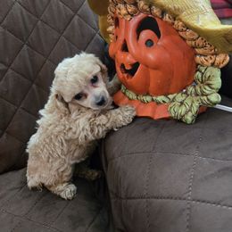 Carmella - Cafe au lait female Poodle puppy in Mc Dade, North Carolina from Toy Poodles of NC