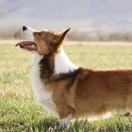 Cache - Pembroke Welsh Corgi