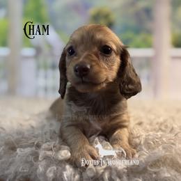 Chamomile - Cream female Dachshund puppy in Rainier, Oregon from Doxies in Wonderland