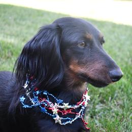 Gracie - Dachshund