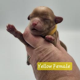 Yellow Female - Buff and white female Cockapoo puppy in Mocksville, North Carolina from Hunting Creek Farm & Kennel