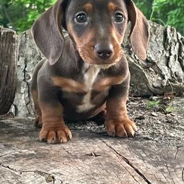 Boone - Chocolate and tan male Dachshund puppy in Industry, Illinois from KDKs Kennels