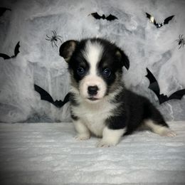 Boy 6 - Black and tan male Pembroke Welsh Corgi puppy in Surprise, Arizona from Ruff and Rowdy Corgis