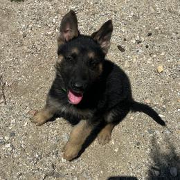 Xavier - Black and tan male German Shepherd puppy in Whitewater, California from Vom Haus Metzler Shepherds