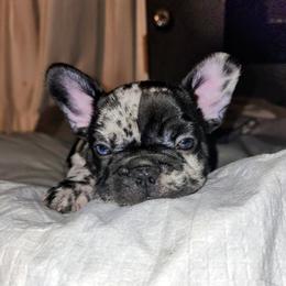 French Bulldog Puppies from French Bulldog