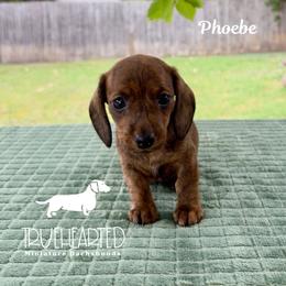 Phoebe - Brindle female Dachshund puppy in Royse City, Texas from Truehearted Miniature Dachshunds