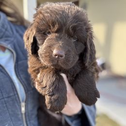 Girl 1 - Brown Newfoundland puppy in Idaho from Blue Heart Kennel