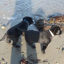 Labrador Retriever Puppies from Holleigh Brook Labradors