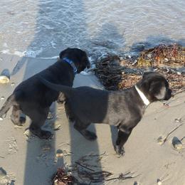 Labrador Retriever Puppies from Holleigh Brook Labradors