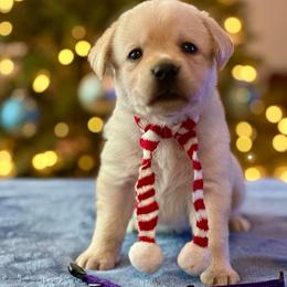 Purple Collar - Yellow female Labrador Retriever puppy in Ocala, Florida from SoFlo Labradors