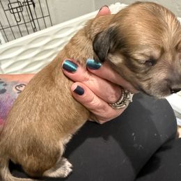 Orange collar - Cream female Dachshund puppy in Shawnee, Oklahoma from Magic Eagle Miniature Dachshunds