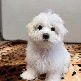 Maltese Puppies from Medhat Samuel