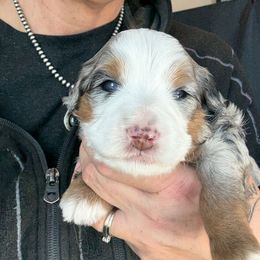 Gamora - female Australian Mountain Doodle puppy in Cortez, Colorado from Sassy Pants Pups