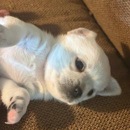 Obby - White male Chihuahua puppy in Millville, New Jersey from M’s Chihuahuas