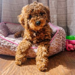 Pepper - Goldendoodle