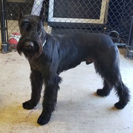 Atlas - Giant Schnauzer