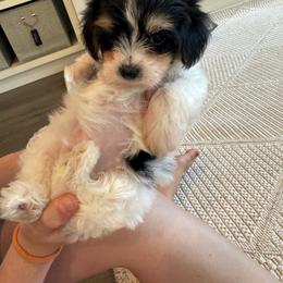Pickles - Tri-color male Cavapoo puppy in Lafayette, Oregon from Wine Country Cavapoos