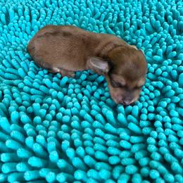 June - Cream female Dachshund puppy in Wolf Lake, Indiana from Canisteo Dachshunds