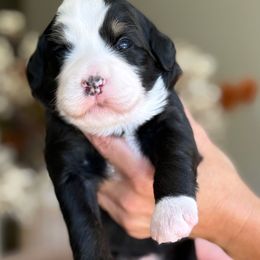 Georgia - Tri-color female Bernedoodle puppy in Yuciapa, California from AlltheDoodlez_
