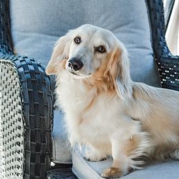 Zeus - Dachshund