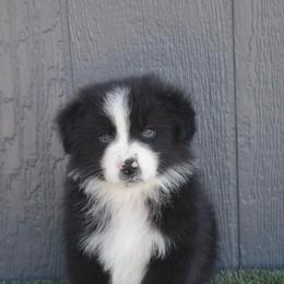 Happy - Black & white male Australian Shepherd puppy in Fallon, Nevada from Double H Australian Shepherds