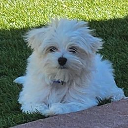 Maltese Puppies from Arizona Maltese Gems