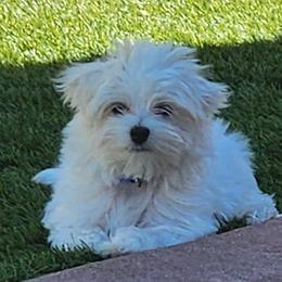 Maltese Puppies from Arizona Maltese Gems