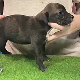 Brindle M - Brindle male Mountain Cur puppy in Georgetown, Ohio from Walnut Ridge Mountain Curs