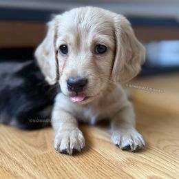 Aesop - Cream male Dachshund puppy in Arizona from Vonaducci Doxies, LLC.