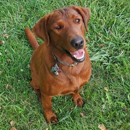 LiLo - Labrador Retriever