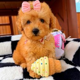 GOLDIE - Apricot female Maltipoo puppy in Sugar Land, Texas from Celebrity Maltipoos