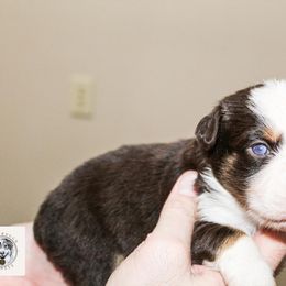 Miniature Australian Shepherd Puppies from Yarborough Kennels