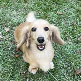 Anatolian Shepherd Dogs and Dachshunds from Salt & Light Farms