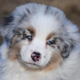 Abruzzo - Blue merle male Australian Shepherd puppy in Easton, Missouri from MMA Kennel