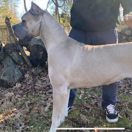 Cane Corso from Spagnolo Cane Corso