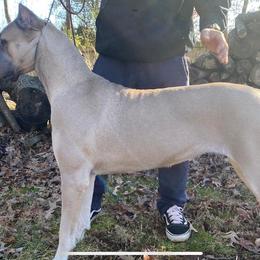 Cane Corso from Spagnolo Cane Corso