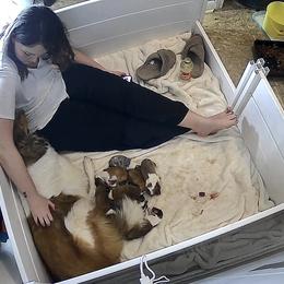 Collie Puppies from Jolly Collies
