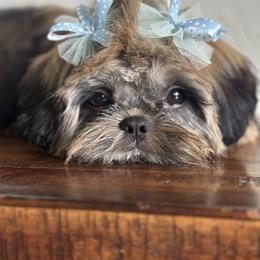 Shih Tzu Puppies from Furbourne Farms
