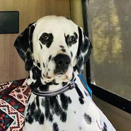 Dalmatians from Black House Dalmatian