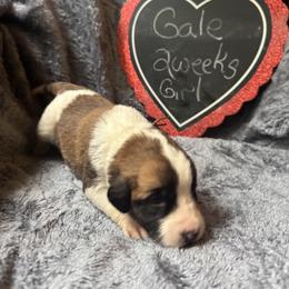 Gale - Brown and white female Saint Berdoodle puppy in Traverse City, Michigan from Bare Paws Saint Berdoodles
