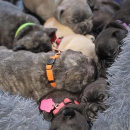 French Bulldogs from Danni French Bulldogs