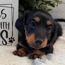 Lila - Black and tan female Dachshund puppy in Gerber, California from Red Dirt Doxies