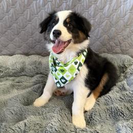 Jim Bean - Black tri-color male Australian Shepherd puppy in Camp Verde, Arizona from Bullet & Whiskey’s Pups